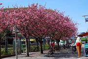 Borkum-im-April-032